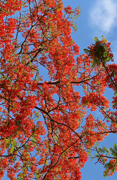 Delonix regia flowers. Flores Wallpaper, Delonix Regia, Nice Good Morning Images, Food Forest Garden, Food Forest, Cute Cat Wallpaper, Forest Garden, Beautiful Wallpapers Backgrounds, Krishna Painting