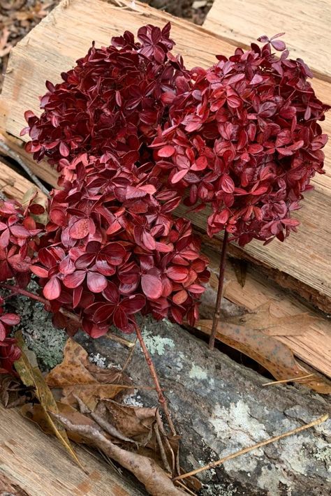 Dry Hydrangea Arrangements, Fall Hydrangea, Hydrangea Bloom, Hydrangea Arrangements, Dried Hydrangeas, Christmas Planters, Hydrangea Not Blooming, Silk Hydrangeas, Wreath Making Supplies