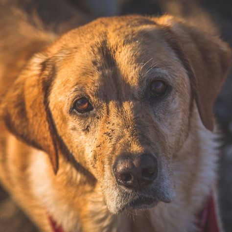 Old Yeller Movie, Old Yeller, Doing The Right Thing, Cattle Drive, St Bernard Dogs, Bernard Dog, St Bernard, Do What Is Right, Greater Good