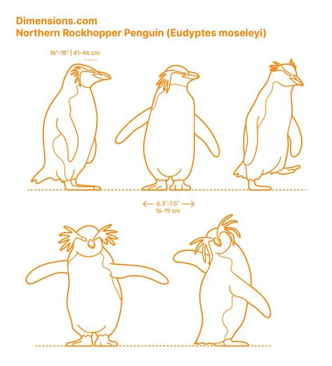 Rockhopper Penguin, Blueprint Drawing, Penguin Drawing, Animals Information, Wood Carving For Beginners, Wood Carving Patterns, Book Drawing, Marine Biology, Needle Felted Animals