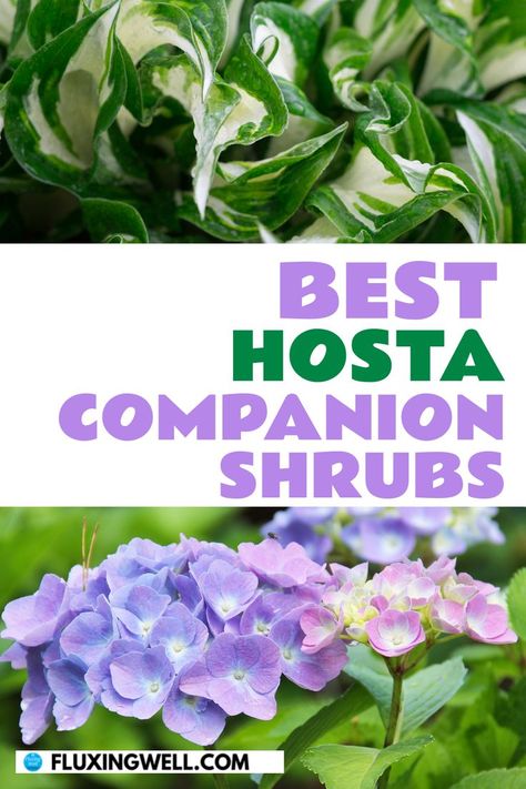 Discover the perfect plants to pair with hostas to create a vibrant, lush shade garden! From shade-loving shrubs to perennials that thrive alongside hostas, this guide has everything you need to make your garden flourish. Find out what to plant with hostas to create a stunning hosta garden that’s easy to maintain. What To Plant With Hostas, Plant With Hostas, Hostas Landscaping, Planting Layout, Garden Ideas For Beginners, Companion Planting Chart, Shade Loving Shrubs, Companion Planting Vegetables, Companion Gardening