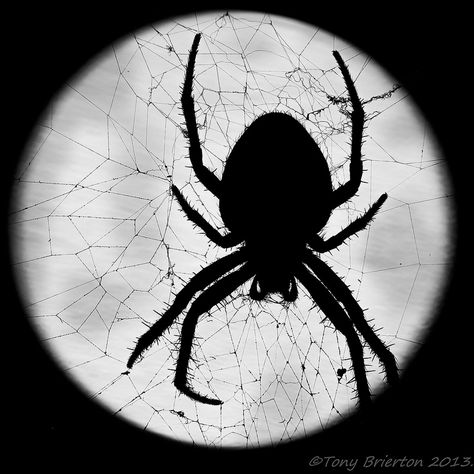 Miguel O'hara Black And White, Spider Aesthetic Dark, Spiders Aesthetic, White Goth Aesthetic, Night Spider, Spider Aesthetic, White Widgets, Claude Faustus, Nocturnal Creatures