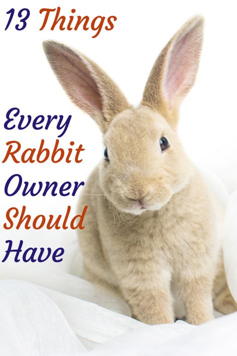 Bunny Cages Outdoor, Indoor Bunny Setup, Indoor Bunny House, French Lop Rabbit, Diy Bunny Toys, Large Rabbit Hutch, Rabbit Hutch Indoor, Diy Rabbit Hutch, Lionhead Bunny