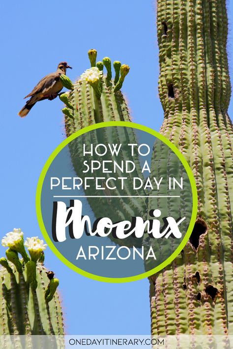 One Day in Phoenix (Guide) – Top things to do Phoenix Things To Do, Phoenix Attractions, Break Ideas, Arizona Adventure, Arizona Vacation, Usa Trip, Arizona Road Trip, Arizona Travel, Arizona Usa