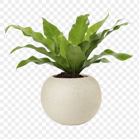 Birds Nest Plant, Png Plants, Inside Plants Decor, Indoor Palm Trees, Plant Home Decor, Furniture Graphic, Home Decor Objects, Plant Png, Decor Objects