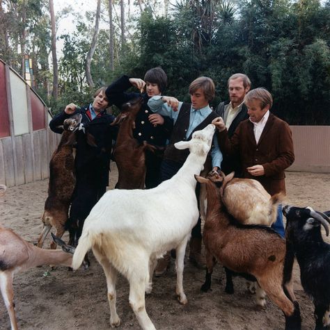 Pet Sounds album cover session at the San Diego Zoo, Feb. 10 1966. Pet Sounds Beach Boys, Hawthorne California, America Band, Wilson Brothers, Carl Wilson, Book Beach, Dennis Wilson, Mike Love, School Friend