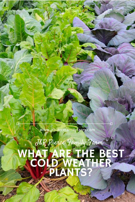 Not sure what to plant in those cooler months? Check out our guide for the best cold-weather plants that will still thrive during frigid weather (and the rest of the year, too!). #coldweatherplants #winterhardyplants #wintergardening #gardening #gardeningtips #wintergardeningtips #jrpiercefamilyfarm Cold Weather Plants, Garden Redesign, Uk Weather, Hardy Plants, Cooler Weather, Family Farm, Winter Garden, Gardening Tips, Garden Plants