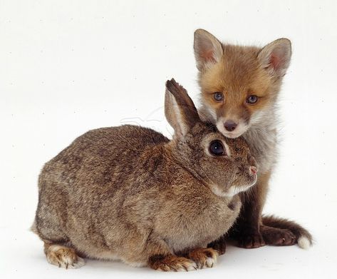 European Rabbit, Fox And Bunny, Vulpes Vulpes, Beautiful Wildlife, Rabbit Photos, Unlikely Friends, Cute Bunny Pictures, Fox And Rabbit, Bun Bun