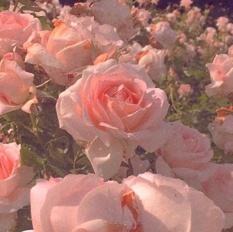 r o s i e | Flower aesthetic, Pink aesthetic, Pastel pink aesthetic Rosé Core, Wallpers Pink, Rose Cute, Pink Nature, Peach Aesthetic, Aesthetic Roses, Baby Pink Aesthetic, Fairy Aesthetic, Nothing But Flowers