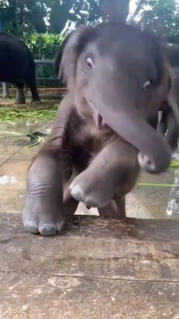 fantastic elephant on Instagram: "Baby elephant doesn't know how to eat apples yet 📸: Tiktok: @qinshantong347 ( Dm for credit or removal / All rights® are reserved & belong to their respective owners ) ____________ 〰️〰️〰️〰️〰️〰️〰️〰️〰️〰️〰️ #elephantman #elephantseals #elephantlove #elephantshirt #elephantrock #elephantpants #elephantconservation #elephant🐘 #elephantsofinstagram #elephantbar #elephantarmy #elephantlovers #elephantrocks #elephants #elephantbaby #elephantcamp #elephantday #eleph Funny Baby Animals Videos, Baby Elephant Video, Elephant Cute, Cute Puppies And Kittens, Funny Elephant, Baby Animal Videos, Happy Elephant, Elephant Pictures, Baby Elephants