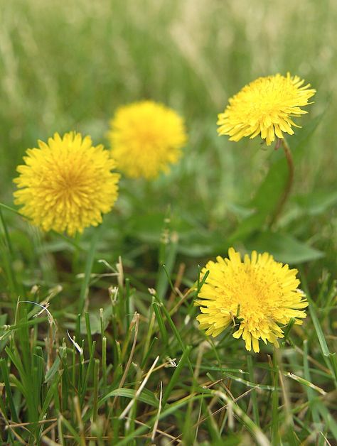 dandelion broadleaf perennial weed detail Wicker Beds, Identifying Weeds, Common Lawn Weeds, Lawn Weeds, Benefits Of Dandelion, Dandelion Benefits, Grass Weeds, Dandelion Tea, Weeds In Lawn