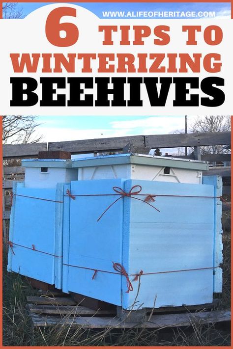 Beekeepers in colder climates need to winterize their beehives to prepare their hives to make it through the long winters. Here are 6 tips to winterize beehives. via @delciplouffe Bee Hive Plans, Backyard Bee, Beekeeping For Beginners, Raising Bees, Backyard Beekeeping, Bee Hives, Bee Boxes, Bee Farm, Bee Keeper