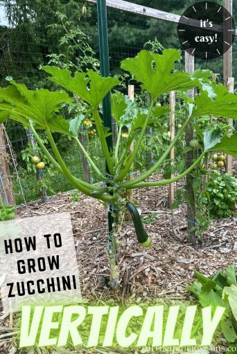 Growing Zucchini Vertically, How To Grow Zucchini, Grow Zucchini, Growing Zucchini, Zucchini Plants, Vegetable Garden Planning, Vegetable Garden Diy, Backyard Vegetable Gardens, Garden Veggies