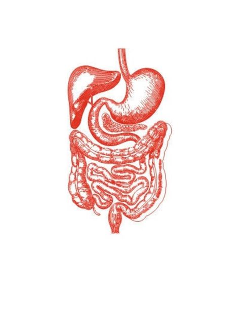 Human digestive system, Vector line drawing illustration, AI, CDR, DXF, eps, pdf vector files for laser engraving, digestion, Gastrointestinal tract, stomach, abdomen anatomy, internal organs, body anatomy Vector Line drawings of a Human digestive system. The drawing is in AI, CDR, DXF, EOS, and PDF formats. This is a digital instant download and no physical product will be shipped. After purchase, you can access the downloadable files.  When you download you will receive 5 files: -1 pc of AI file; -1 pc of CDR file; -1 pc of DXF file; -1 pc of EPS file; -1 pc of PDF file. Files are for personal use only. Stomach Drawing, Pc Drawing, Line Drawing Illustration, Human Digestive System, Bio Art, Vector Line, Body Anatomy, Anatomy Drawing, Anatomy Art