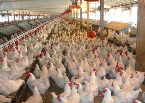 10 Most Profitable Farming Business Ideas In 2017 - Quick Top Tens Agriculture Pictures, Poultry Business, Agriculture Photography, Duck Farming, Poultry Farming, Day Old Chicks, Country Chicken, Livestock Farming, Farming Business