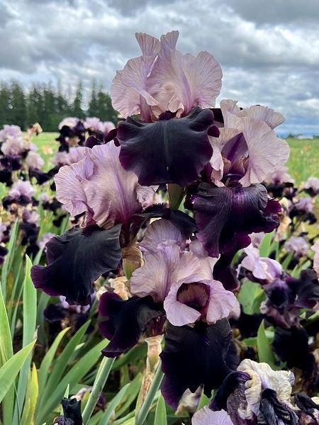 Iris Flower Aesthetic, Black Iris Flower, Verge Garden, Iris Care, Black Irises, Gotham News, Good Traits, Iris Garden, Iris Flower