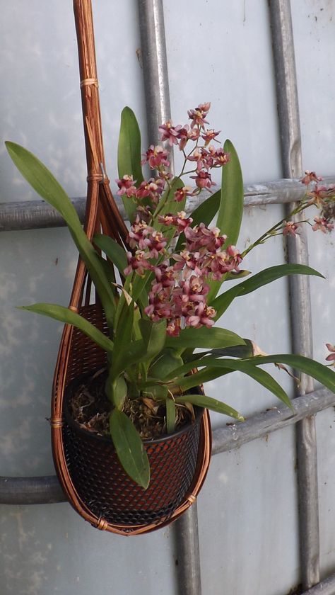 Oncidium Twinkle Oncidium Twinkle, Twinkle Twinkle, Potted Plants, Indoor Plants, Planter Pots, Flowers, Plants, Art