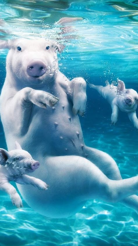 How about when pigs swim Pigs Swimming, Swimming Pigs, Underwater Animals, Pet Pigs, Baby Pigs, Cute Pigs, Under Water, Animals Friends, Beautiful Creatures