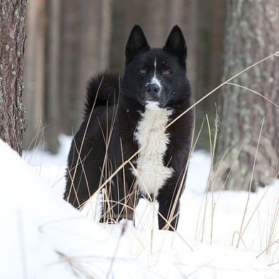 Karelian Bear Dog Bear Dogs, Karelian Bear Dog, All Breeds Of Dogs, Bear Dog, Purebred Dogs, Types Of Dogs, Large Dog Breeds, Dog Breeds, Pet Dogs