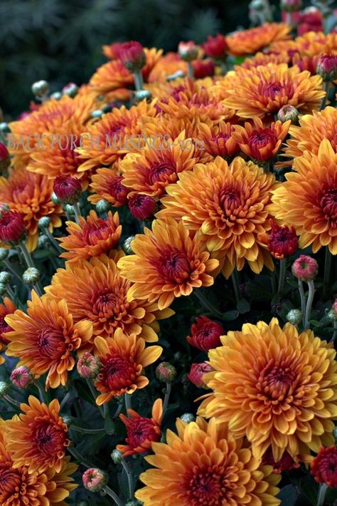 porchfall13 Fall Mums, Mums The Word, Fabulous Fall, Autumn Beauty, Orange And Yellow, Autumn Garden, Fall Flowers, Orange Flowers, Autumn Home