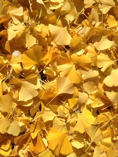 Yellow Autumn Wallpaper, Ginko Tree Aesthetic, Ginkgo Aesthetic, Ginkgo Leaf Wallpaper, Ginkgo Wallpaper, Gingko Wallpaper, Gold Carpet, Ginkgo Biloba Tree, Leaves Wallpaper Iphone