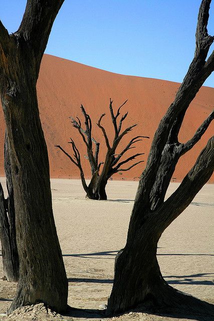 Dead Tree and Desert Dune, Sossusvlei, Namibia | by peo pea, via Flickr  Namibia was the one place I did not get a chance to see while I was in Bots. Someday I plan to go back because Sossusvlei is so stunning! Sossusvlei Namibia, Dead Tree, Nature Tree, Tree Forest, In The Desert, Desert Landscaping, Africa Travel, Sand Dunes, Beautiful Tree