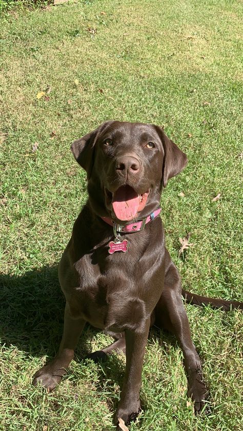 Labrador Puppy Chocolate, Dog Tumblr, Black Labs Dogs, Chocolate Lab Puppies, Lab Dogs, Cute Dog Pictures, Chocolate Labrador, Lab Puppies, Labrador Puppy