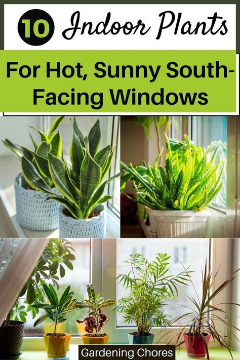 Direct Light House Plants, Plants For South Facing Windows, South Facing Windows, Best Office Plants, Windowsill Plants, Plant Window, Window Plants, Kitchen Plants, Growing Gardens