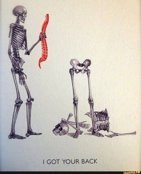 I GOT YOUR BACK – popular memes on the site iFunny.co #gameofthrones #tvshows #skeleton #medicine #pun #spine #got #your #back #pic Medische Humor, Chiropractic Humor, Xray Humor, Friends Drawing, Medical Jokes, I Got Your Back, Medical Humor, Science Humor, Anatomy And Physiology