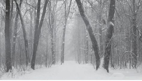 Snow Falling, Snow Forest, Nature Architecture, Snowy Forest, Photography Tips For Beginners, Forest Trees, Photography Guide, Tree Canvas, Forest Landscape