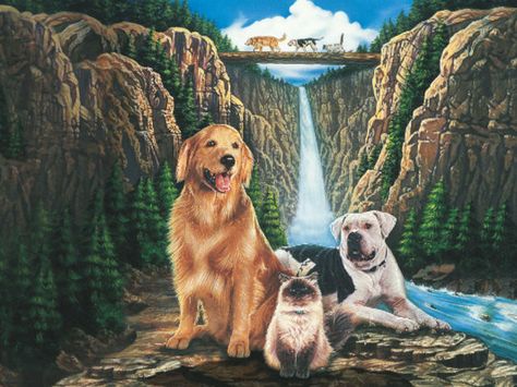 Homeward Bound Homeward Bound Movie, Bound Movie, Perfect Movie Night, Talking Animals, Dog Movies, Homeward Bound, Cat Talk, Fox Terriers, Film Disney