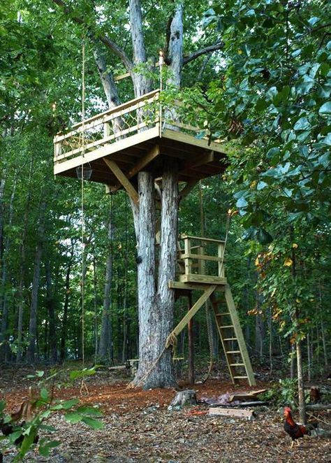 30 Tree Perch and Lookout Deck Ideas Adding Fun DIY Structures to Backyard Designs Tree House Deck, Tree Deck, Tree House Plans, Tree Fort, Tree House Diy, Cool Tree Houses, Tree House Designs, Diy Tree, House Deck