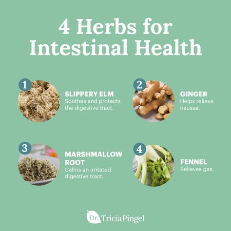 4 Best Herbs for Intestinal Health - Dr. Pingel Intestinal Health, Natural Antibiotics, Herbal Healing, Herbs For Health, Holistic Remedies, Diet Exercise, Foods To Avoid, Healing Herbs, Healthy Digestion