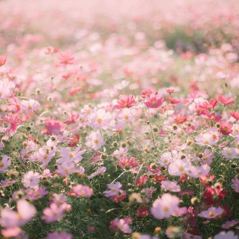 Flower Desktop Wallpaper, Wallpaper Estetika, Pink Flowers Wallpaper, Aesthetic Roses, 강아지 그림, Aesthetic Desktop Wallpaper, The Grass, Nature Aesthetic, Flower Backgrounds