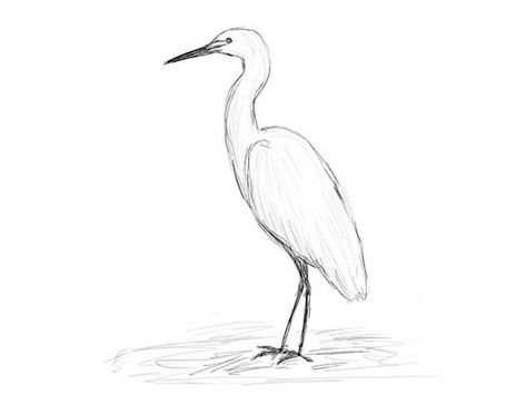 How to draw a heron. Step-by-step drawing tutorial. How To Draw A Heron, Heron Drawing, Children Stories, Grey Heron, Step Drawing, Learn How To Draw, Blue Heron, Easy Kids, Step By Step Drawing