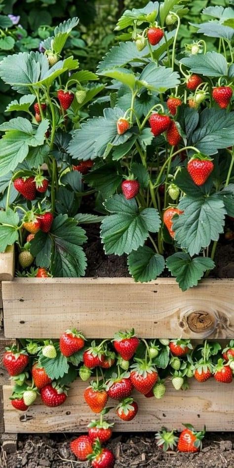 Fruit Patch Garden, Gardening Veggies, Raised Garden Bed Ideas, Garden Bed Ideas, When The Weather Is Nice, Dream Backyard Garden, Vegetable Patch, Strawberry Garden, Veggie Patch