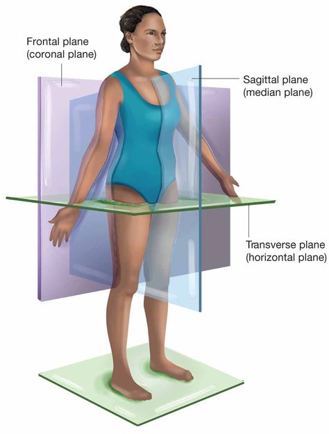 The sagittal (medial) plane passes through the person vertically and divides the body into right and left regions. The frontal (coronal) plane also passes vertically through person, but is perpendicular to the sagittal plane and divides the body into anterior (front) and posterior (back) regions. The transverse (horizontal) plane passes across the body and divides it into superior (upper) and inferior (lower) regions. Core Training Exercises, Sagittal Plane, Therapy Business, Simple Kurta, Massage Therapy Business, Human Body Systems, Online Study, Core Training, Board Exam