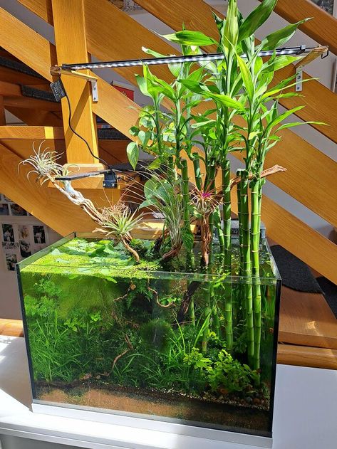 Update On "Bamboo" Tank With Blooming Air Plant Planted Fish Tank Aquascaping, Bamboo Aquascape, Boho Fish Tank, Bamboo Fish Tank, Shrimp Tank Aquascape, Fish Tank With Plants, Bamboo Aquarium, Riparium Ideas, Planted Fish Tank