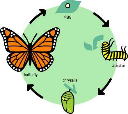 Life Circle, Butterfly Flying, Types Of Butterflies, Butterfly Books, Science Magazine, Free To Use Images, Butterfly Life Cycle, Butterfly Quilt, Daycare Activities