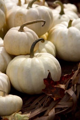 Harvest Time, Fabulous Fall, Happy Fall Y'all, Autumn Beauty, White Pumpkins, Fall Favorites, On The Ground, Happy Fall, Fall Harvest