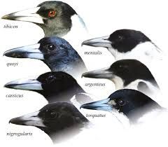 The generic taxonomy of the Australian Magpie and Australo-Papuan butcherbirds is not all black-and-white Australian Magpie, Collingwood Football Club, Birds Of Australia, Bird Identification, Pretty Fonts, Australian Birds, Nature Journal, Magpie, Long Legs