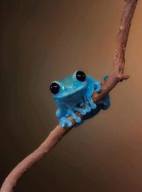 Frog Species, Blue Frog, Pet Frogs, Ground Squirrel, Frog Pictures, Frog Tattoos, Rainforest Animals, Cute Reptiles, Wildlife Photographer