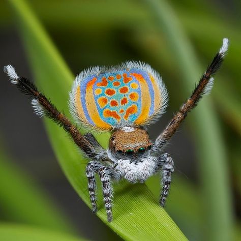 Peacock Spider (Maratus volans) Australia Peacock Spider, Spider Dance, Weird Insects, Spider Species, Large Spiders, Wolf Spider, Cool Insects, Cool Bugs, Spider Tattoo