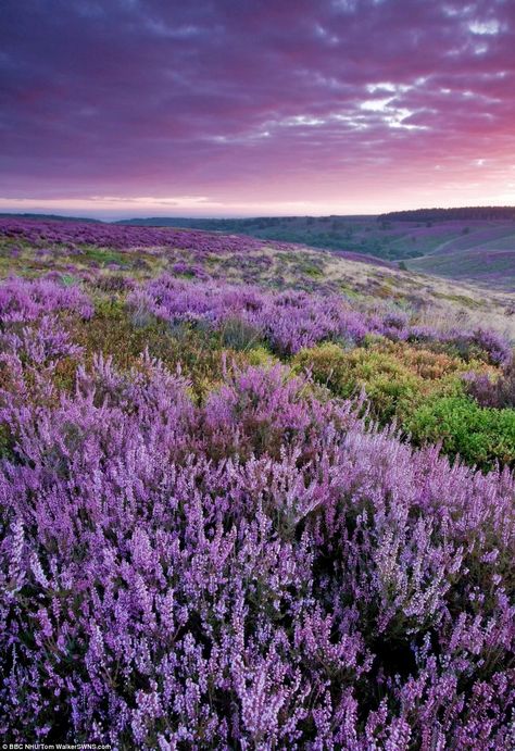 Picture of heather and purple sky shot at dawn for third episode on the British summer Lovely Background, Purple Shades, Change Picture, Purple Sky, Lavender Fields, British Isles, Kingfisher, The Hills, Purple Aesthetic