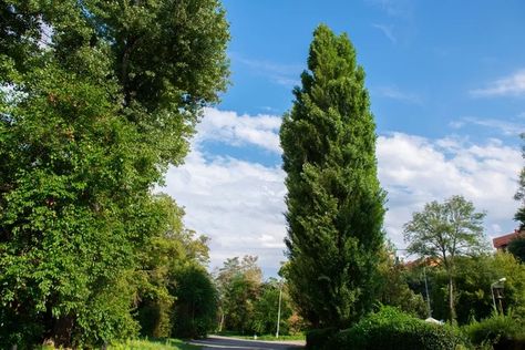 How to Grow and Care for Lombardy Poplar Trees Lombardy Poplar, Tree Favors, Garden Library, Poplar Tree, Fast Growing Trees, Privacy Screens, All About Plants, How To Grow, Plant Care