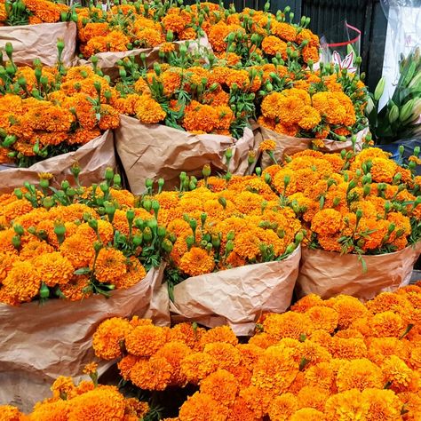 Mexican Marigolds for Dia De Los Muertos fresh from farms are here at California Flower Mall downtown Los Angeles wholesale flower market no entry fee open daily Mexican Flowers Aesthetic, Mexican Marigolds, Mushroom Facts, Mexican Marigold, Flower For Decoration, Los Angeles Fashion District, Orange Marigold, Mexican Flowers, Los Angeles Fashion