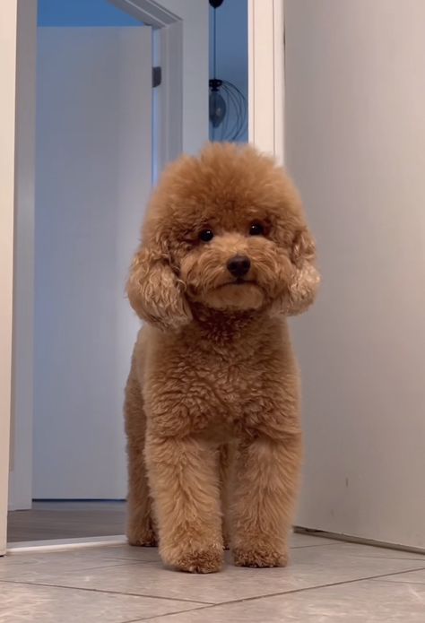 Poochon Puppy Haircut, Fluffy Poodle Haircut, Teacup Poodle Haircut Styles, Toy Poodle Teddy Bear Cut, Brown Toy Poodle Puppy, Poodle Summer Cut, Miniature Poodle Haircut Styles, Teddy Bear Dog Haircut, Toy Poodle Puppy Cut