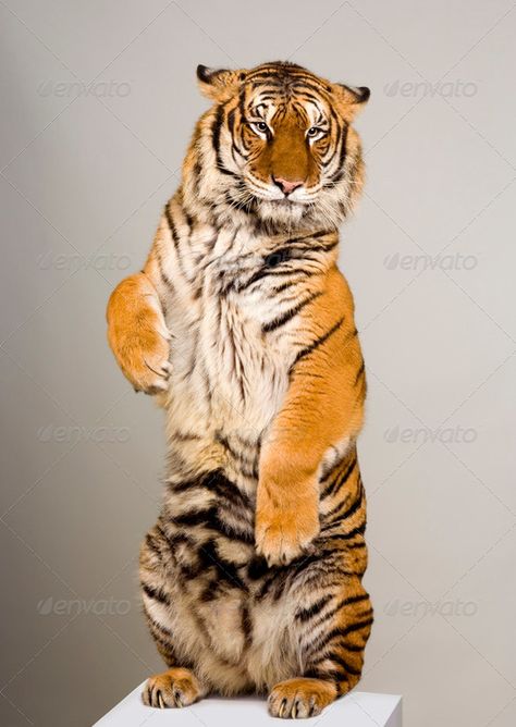 Tiger Standing, Tiger Pictures, Cat Reference, Cat Stands, Majestic Animals, A Tiger, Large Cats, Animal Photo, Beautiful Cats