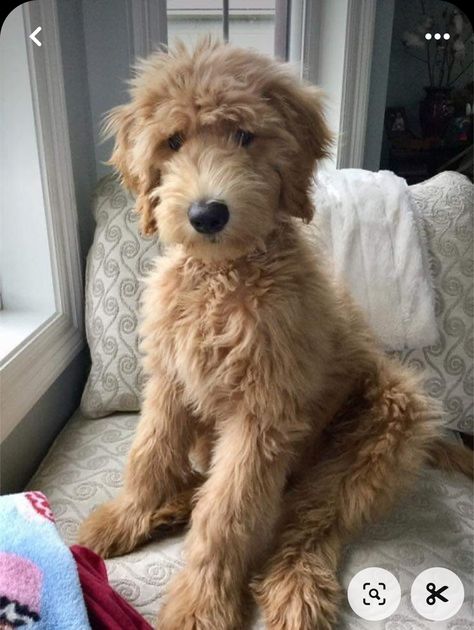 Goldendoodle Topknot, Dream Doodle, Teddy Bear Goldendoodle, Goldendoodle Haircuts, Goldendoodle Grooming, Beautiful Pets, Bichon Frise Puppy, Golden Doodles, Goldendoodle Puppies