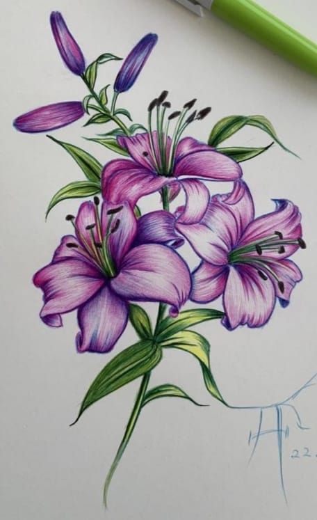 Lilies Flower Drawing, Flower Drawing Composition, Gcse Art Flowers Sketchbook, Drawing Reference Flowers, Alcohol Marker Drawings Flowers, Cute Drawings Colorful, Flower Drawing With Color Pencil, Pencil Sketches Flowers, Realistic Flower Drawing Color